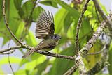 Inca Flycatcher